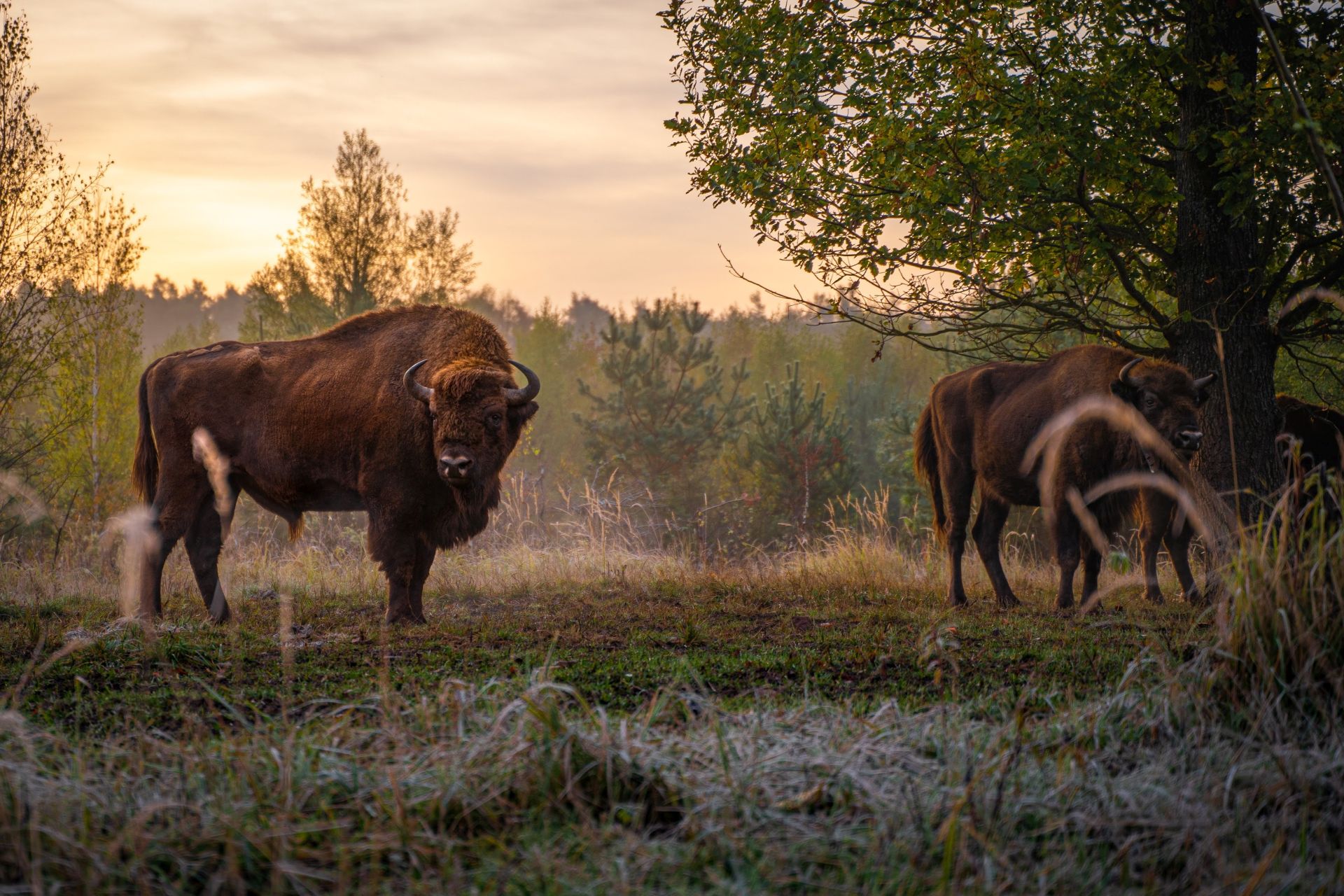 Wisent in der Muna Münster